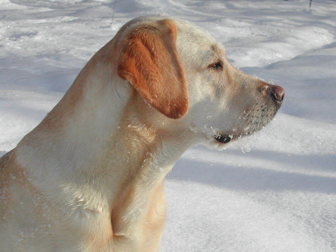 how cold freezing cold can feet labrador retriever