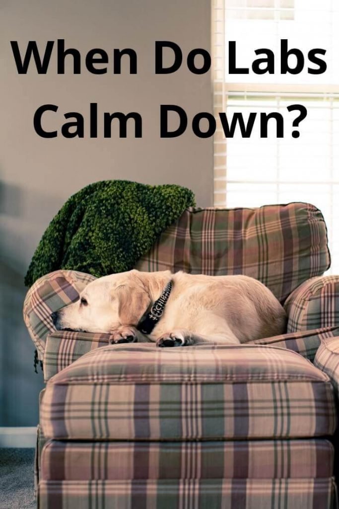 at what age do labradors calm down