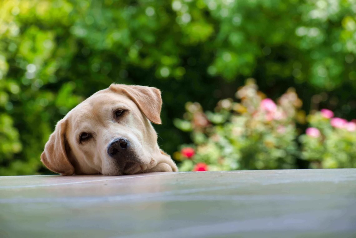When Do Labs Calm Down?- At What Age?