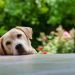When Do Labs Calm Down?- At What Age?