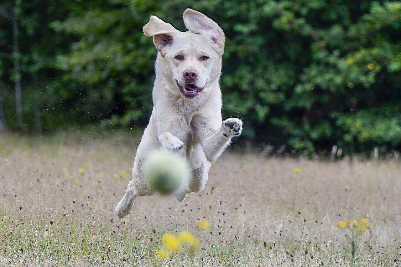 When Do Labs Calm Down?- At What Age? - Labrador Loving Souls