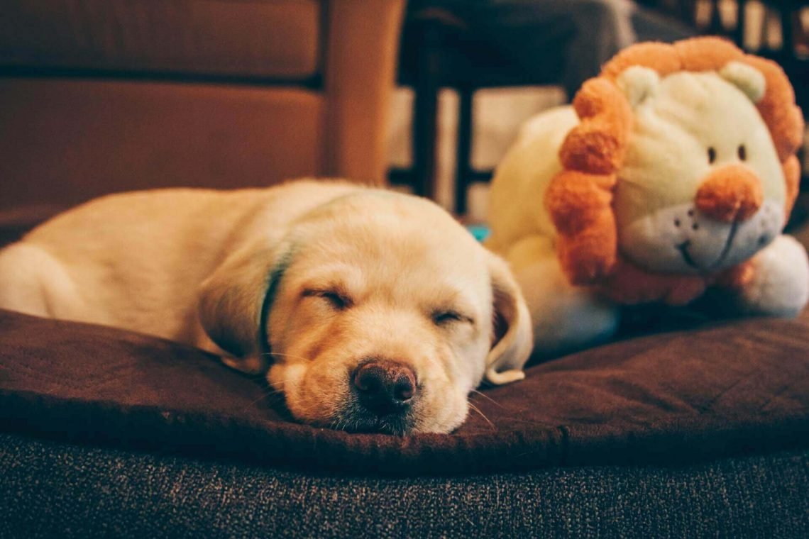 Top 25 Yellow Lab Names – For Your Yellow Labrador