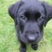 Top 25 Black Lab Names – For Your Black Labrador