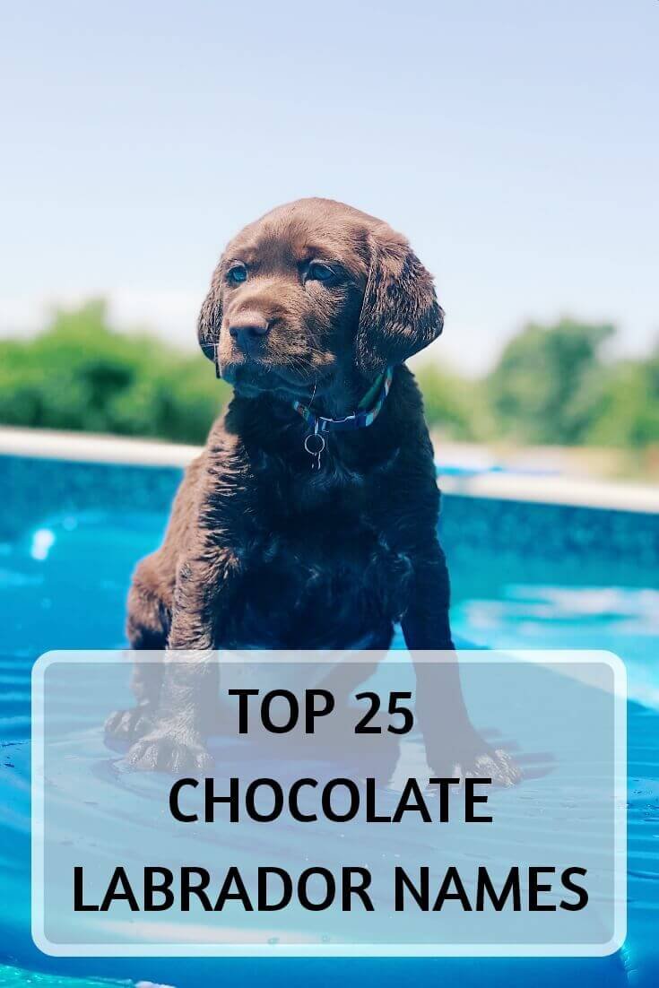 Top 25 Chocolate Lab names - For Your Chocolate Labrador - Labrador ...