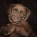 Top 25 Chocolate Lab names – For Your Chocolate Labrador