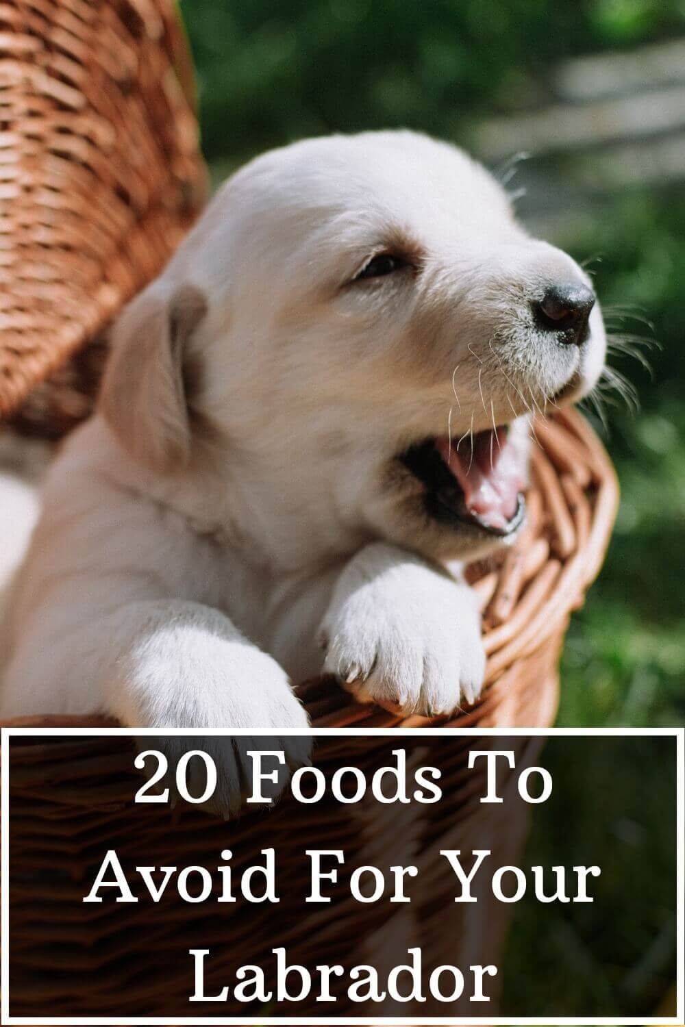 20 Foods To Avoid For a Labrador Labrador Loving Souls