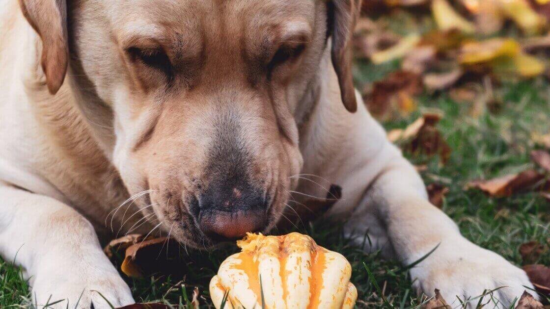 20 Foods To Avoid For a Labrador Labrador Loving Souls