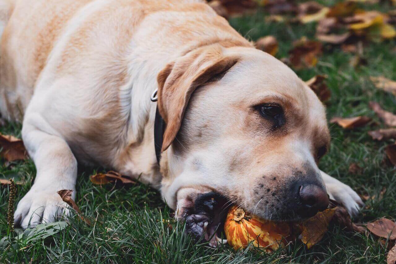 20 Foods To Avoid For a Labrador Labrador Loving Souls