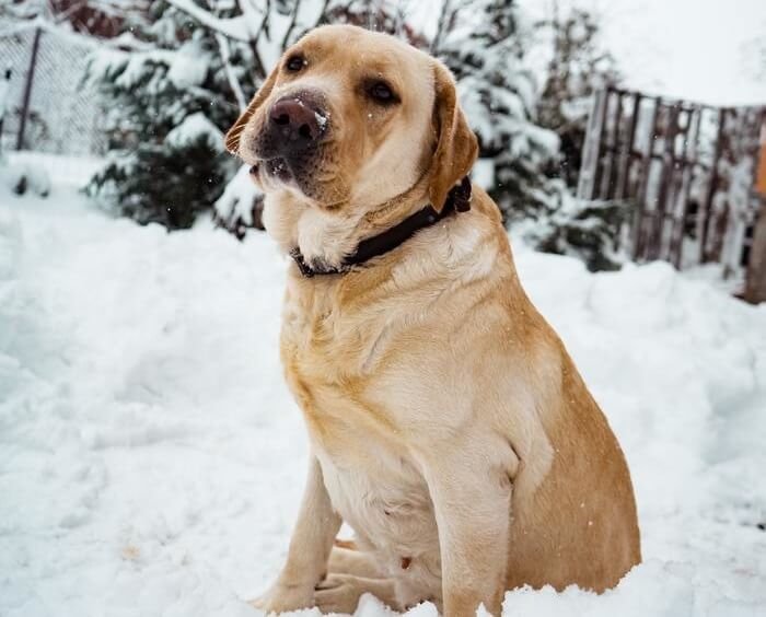 what is shedding season for labrador