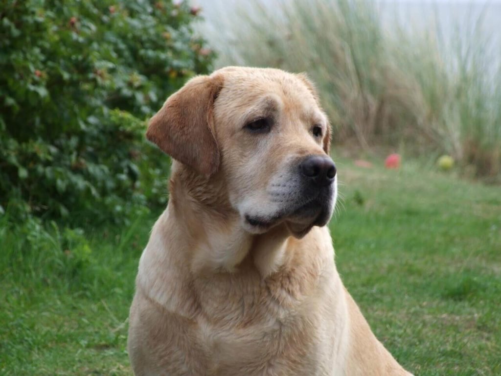 Do Labs Shed Top 5 Labrador Shedding Solutions Labrador Loving Souls