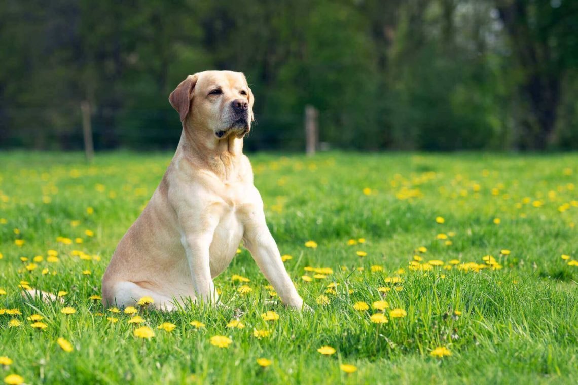 Do Labs Shed?- Top 5 Labrador Shedding Solutions - Labrador Loving Souls