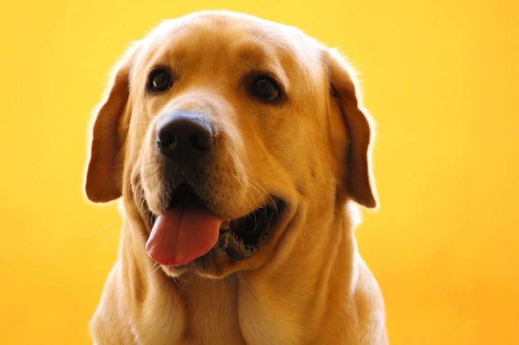 10 Amazing Facts About Labradors