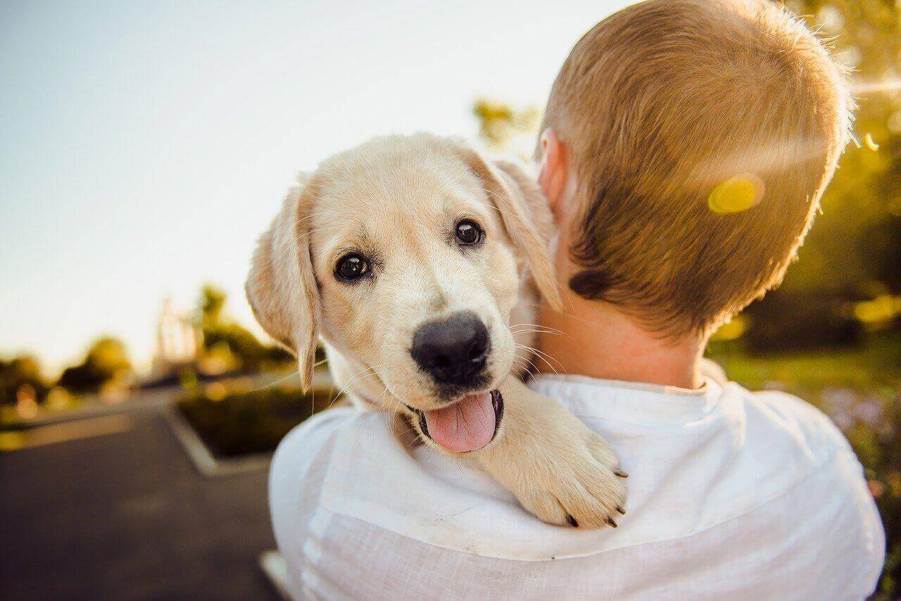 are labrador dogs ever dangerous with children