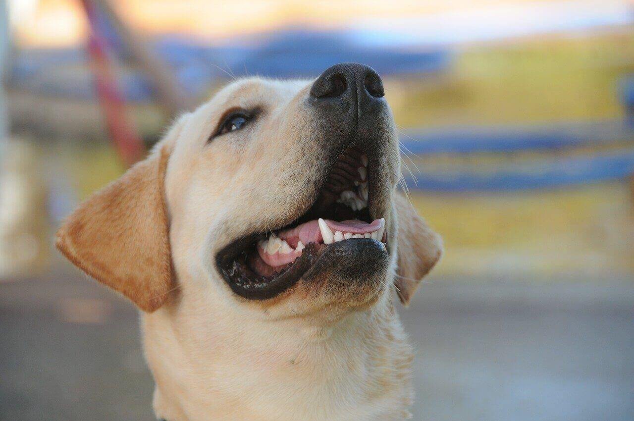 7 True Signs Of a Happy Labrador - Labrador Loving Souls