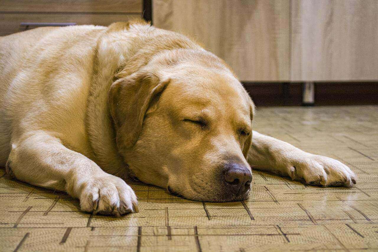 Dog Ate Chicken Bones And Has Diarrhea- What To Do Now? - Labrador Loving Souls